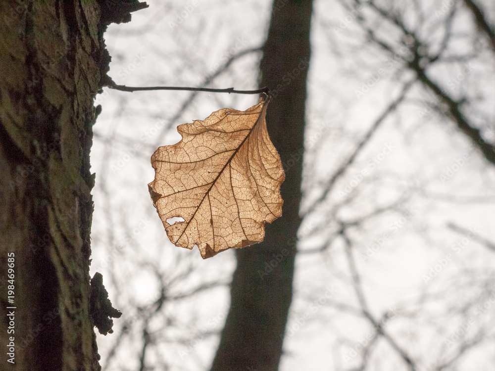 close up brown dead leaf hanging on tree in sky autumn pretty ornament special light close up brown dead leaf hanging on tree in sky autumn pretty ornament special light