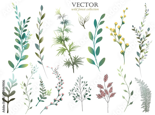 Vector Big Set watercolor elements - wildflowers, herbs, leaf. collection garden and wild foliage, flowers, branches.  illustration isolated on white background, eucalyptus, exotic, tropical leaf. photo