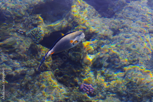 Fototapeta Naklejka Na Ścianę i Meble -  Multicolored beautiful red sea fish over the thickness of the water on a blurred background of coral reefs and yellow sand. Sharm el-Sheikh, Egypt, screensaver, wallpaper