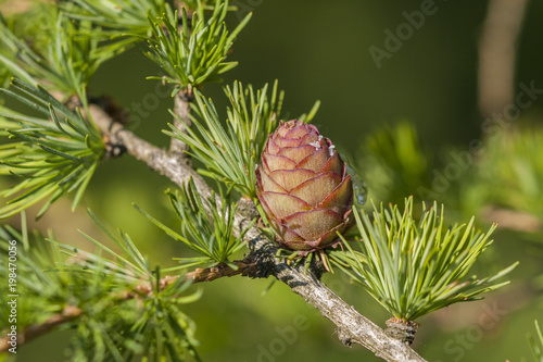 Young cones of the European larch - a common tree of the northern Hemisphere