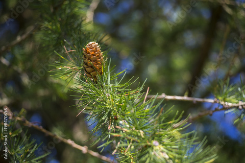 Young cones of the European larch - a common tree of the northern Hemisphere