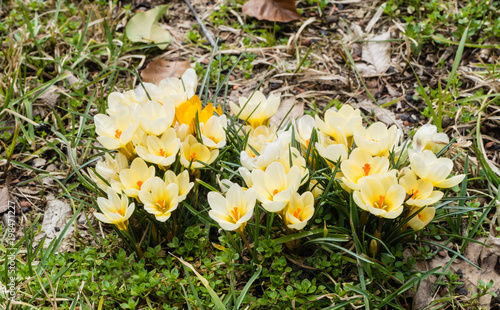 Fototapeta Naklejka Na Ścianę i Meble -  Gelbe Krokusse