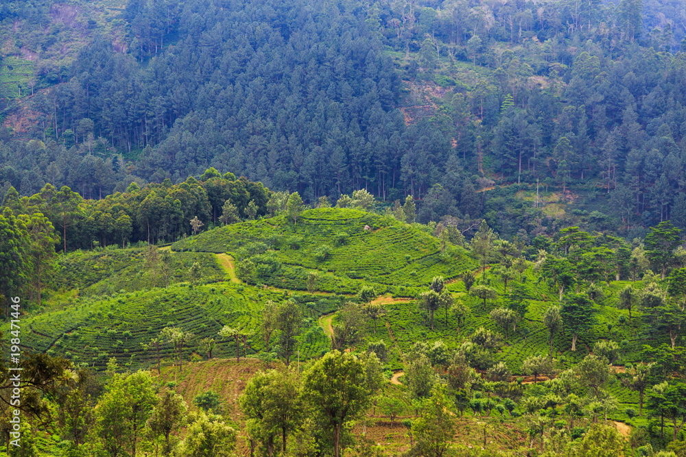Fototapeta premium tea plantations high in the mountains