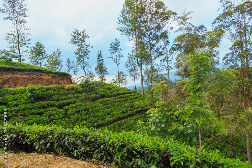  tea plantations high in the mountains
