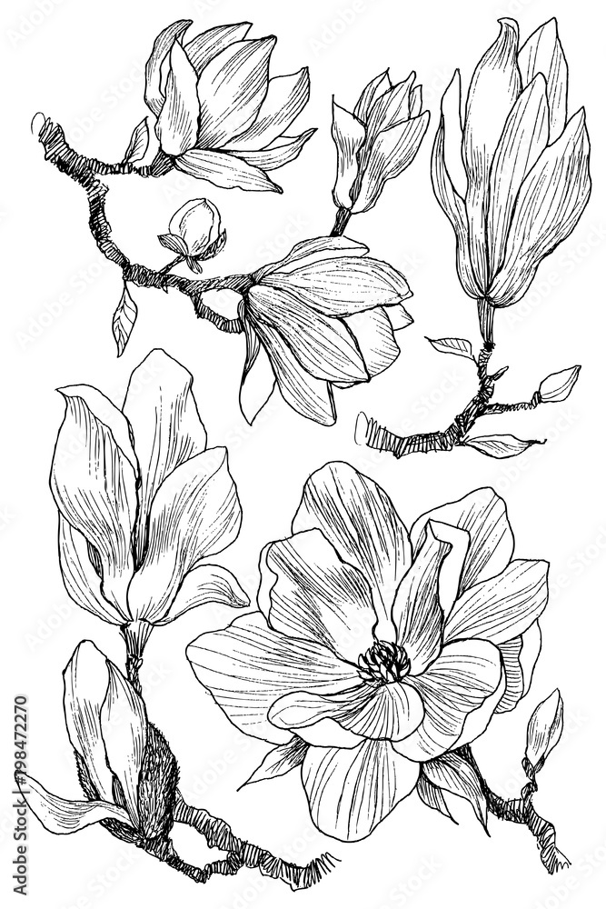 Naklejka premium Ink, pencil, the leaves and flowers of Magnolia isolate. Line art transparent background. Hand drawn nature painting. Freehand sketching illustration set