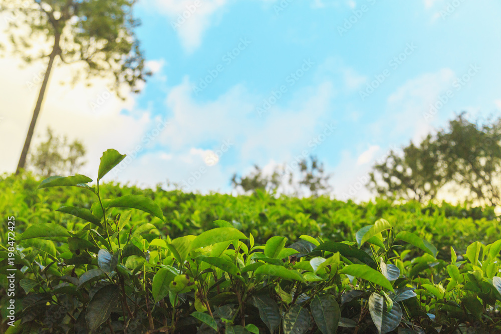 tea plantations high in the mountains tea plantations high in the mountains