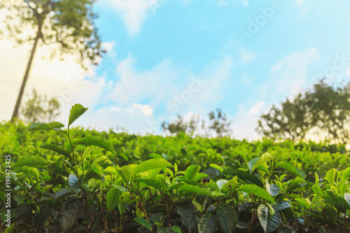  tea plantations high in the mountains