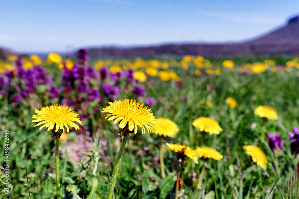 A meadow with blossoming dandelions.