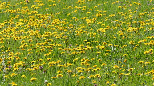 Spring landscape. A meadow with blossoming dandelions.