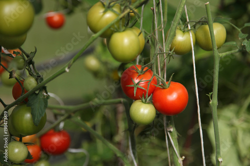 Tomatoes growing in a greenhouse. Horizontal view.