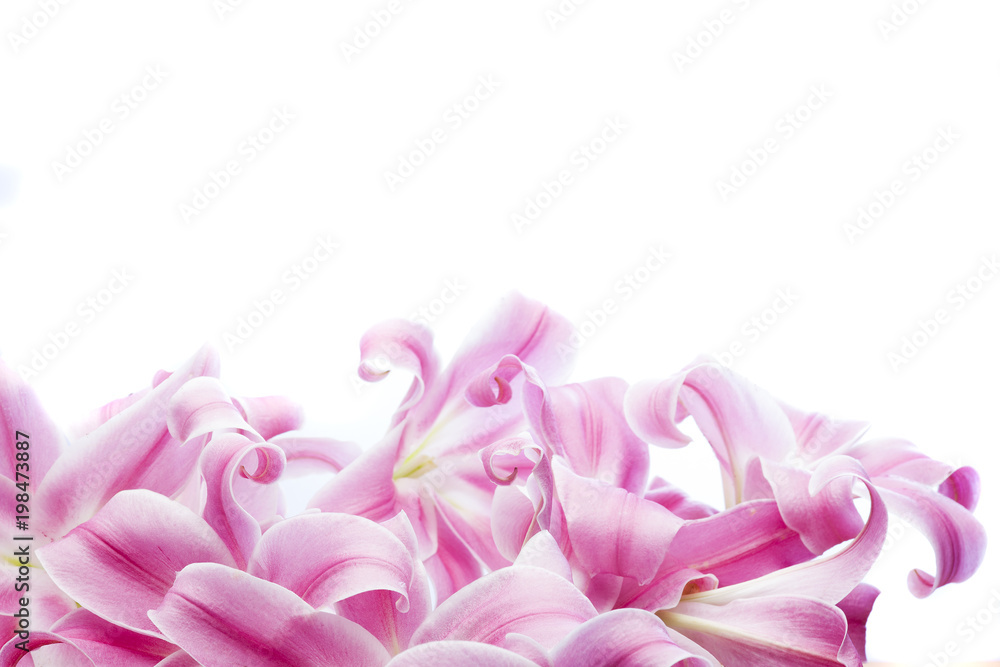 Obraz premium Flower curls isolated on white background with copy space