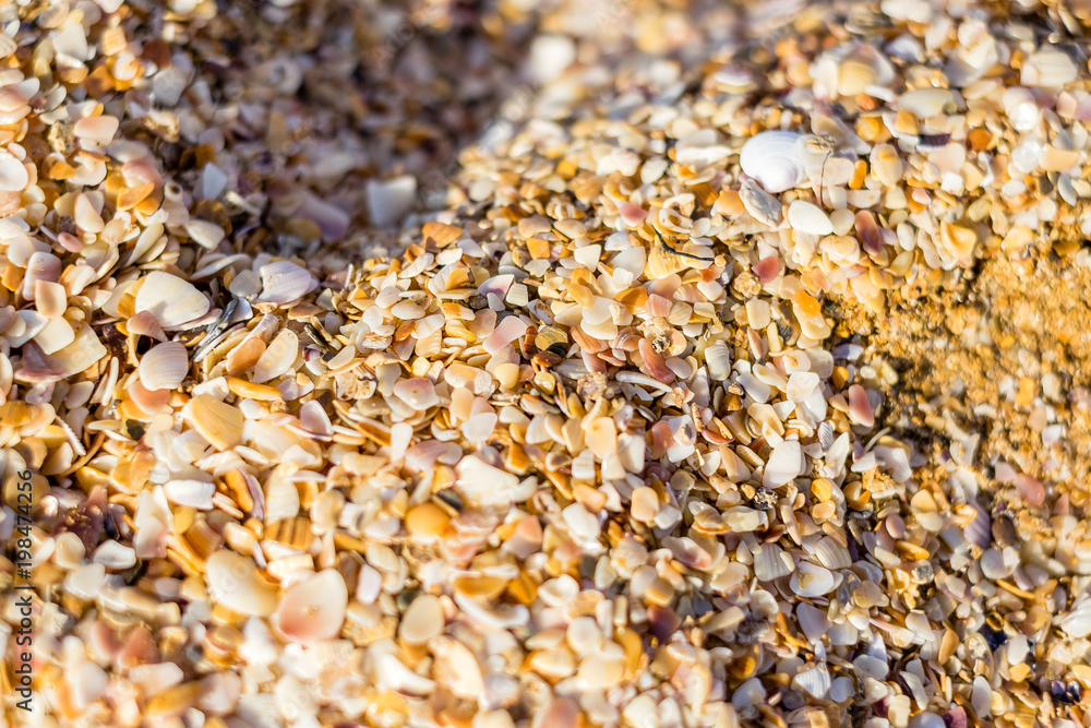 small seashells on the beach small seashells on the beach