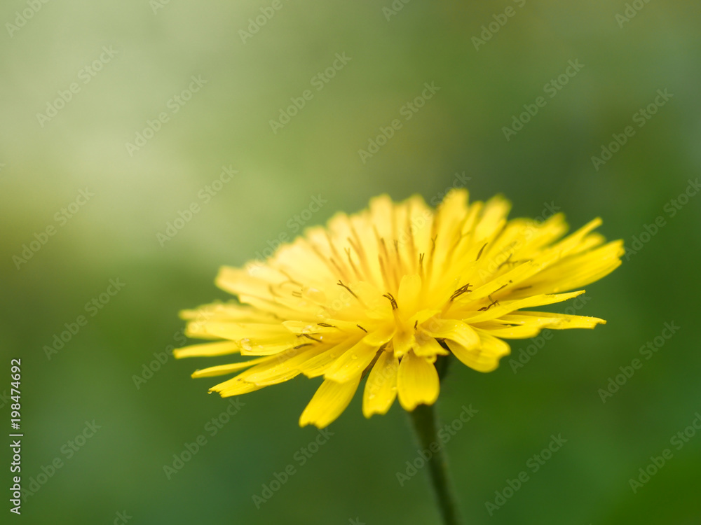 Obraz premium Taraxacum officinale and green background in spring
