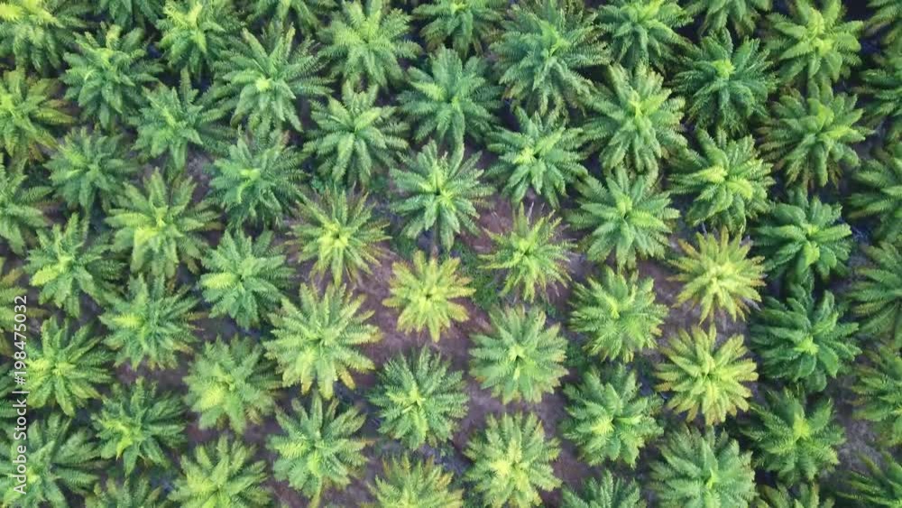 Oil palm plantation. Palm trees from above