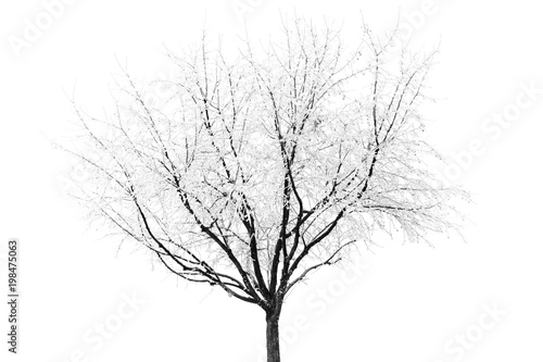 Tree in foggy winter