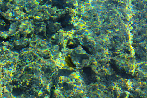 Multicolored beautiful red sea fish over the thickness of the water on a blurred background of coral reefs and yellow sand. Sharm el-Sheikh, Egypt.