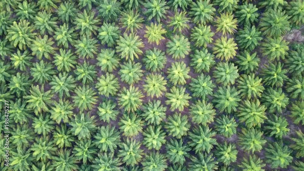 Oil palm plantation. Palm trees from above