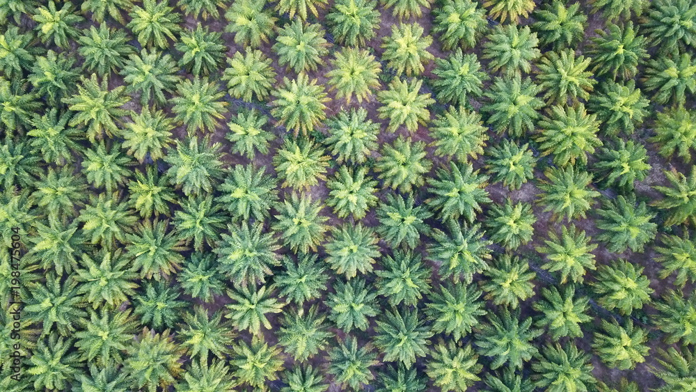 Oil palm plantation. Palm trees from above Oil palm plantation. Palm trees from above