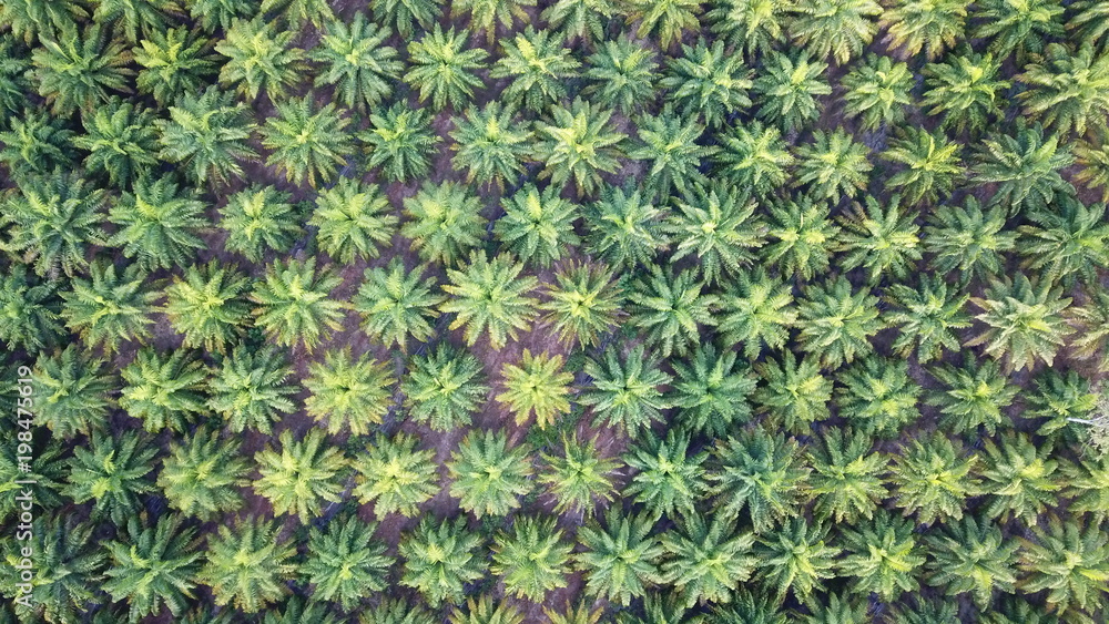 Oil palm plantation. Palm trees from above Oil palm plantation. Palm trees from above