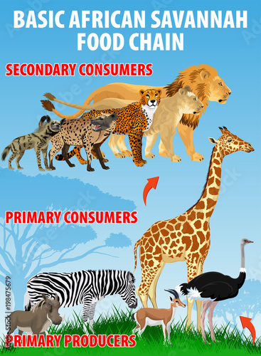 Basic african savannah food trophic chain. Grassland ecosystem energy flow. Vector illustration.