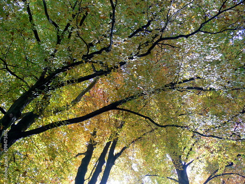 Herbstwald in Aquarellfarben