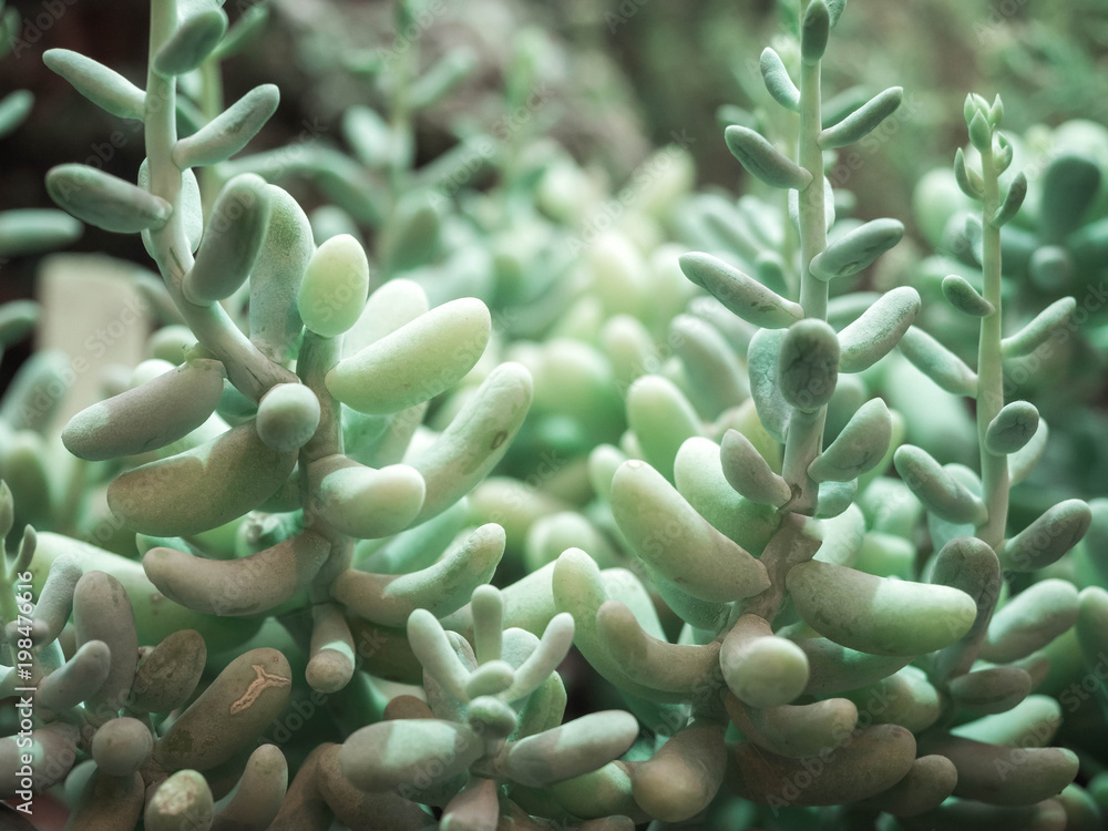 The Pachyphytum compactum. Succulent plant The Pachyphytum compactum. Succulent plant