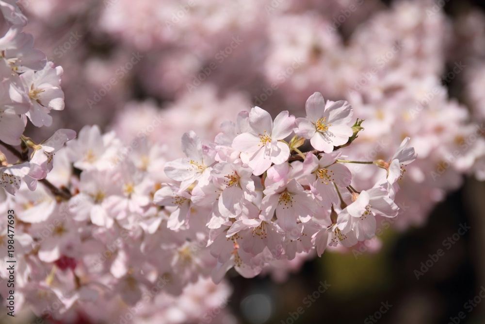 Fototapeta premium 桜（ジンダイアケボノ）