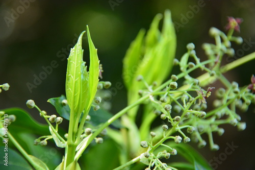 花 flower 旧古河庭園 photo