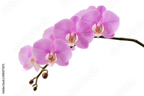 Fototapeta Naklejka Na Ścianę i Meble -  Phalaenopsis