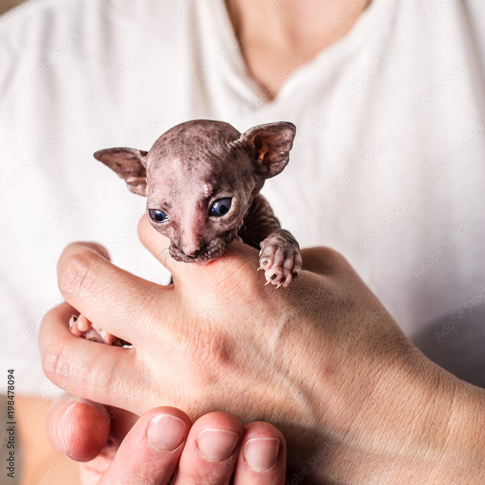 Very little cute kitten (hairless Sphynx) sits in the hands of man. Close-up.