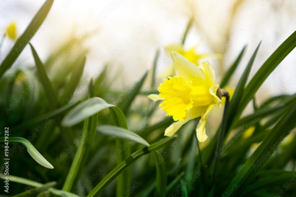 Selective focus of Daffodils flower field in evening light at countryside in England, Beautiful yellow Narcissus flowers Selective focus of Daffodils flower field in evening light at countryside in England, Beautiful yellow Narcissus flowers