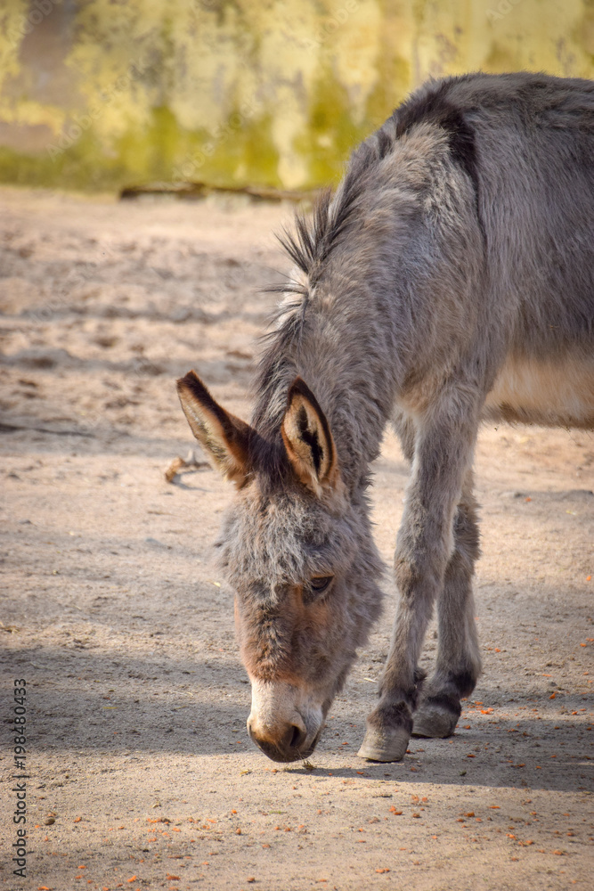 Equus, Esel, Pferd, Hausesel, Vierbeiner, essen Equus, Esel, Pferd, Hausesel, Vierbeiner, essen