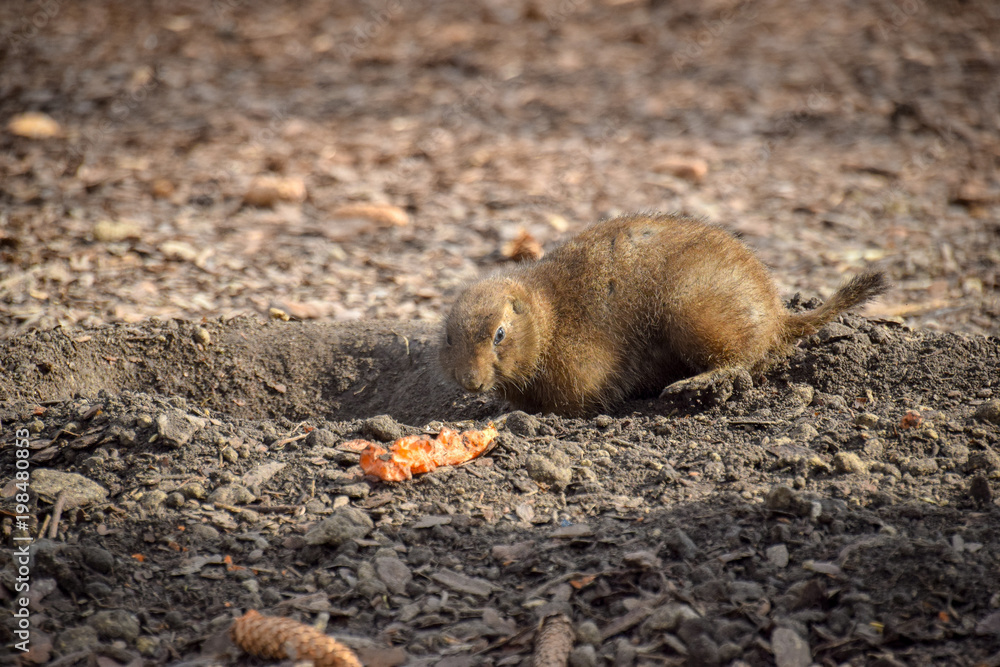 Cynomys ludovicianus, Präriehund, Tier, Frei, Buddelt ein Loch, Dreck, Erde, Fell, essen
Cynomys ludovicianus, Präriehund, Tier, Frei, Buddelt ein Loch, Dreck, Erde, Fell, essen