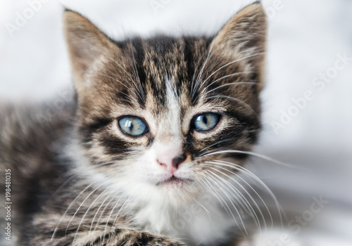 portrait of grey, cute kitten