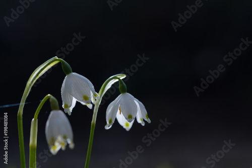 Leucojum vernum,winter bells on natural background
