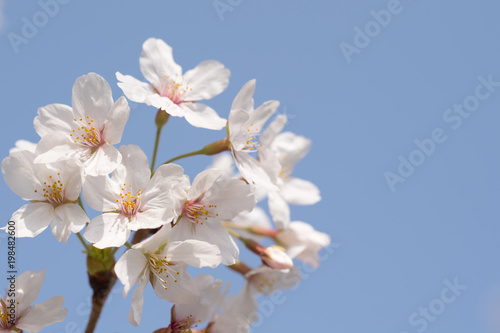 青空と桜アップ