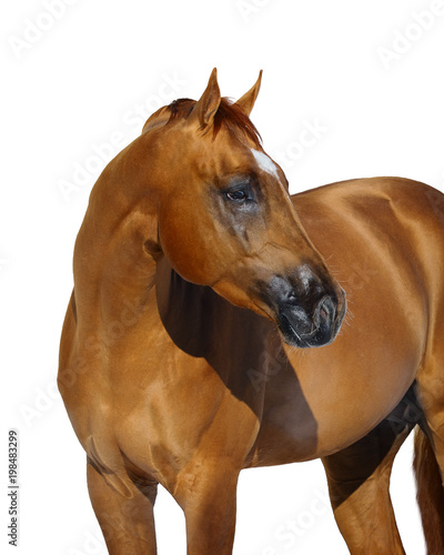 Portrait of a red horse look back isolated on white background