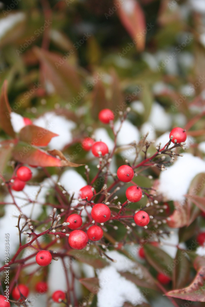 Heavenly bamboo covered by snow. Nandina domestica with red berries in the winter garden Heavenly bamboo covered by snow. Nandina domestica with red berries in the winter garden
