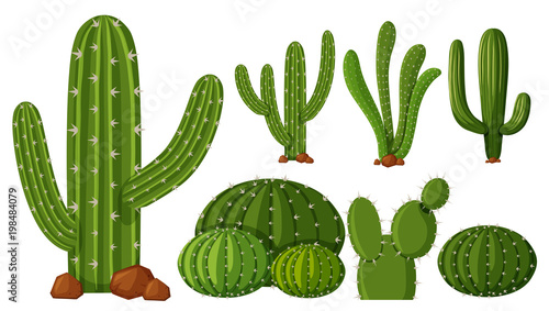 Different types of cactus