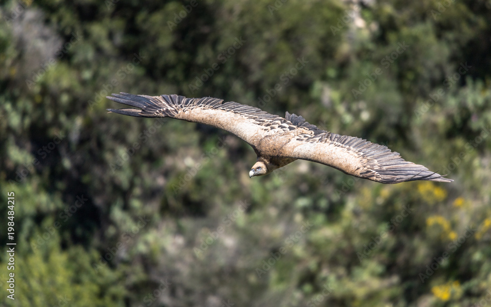 Eurasian Griffon Vulture in flight on a sunny day Eurasian Griffon Vulture in flight on a sunny day
