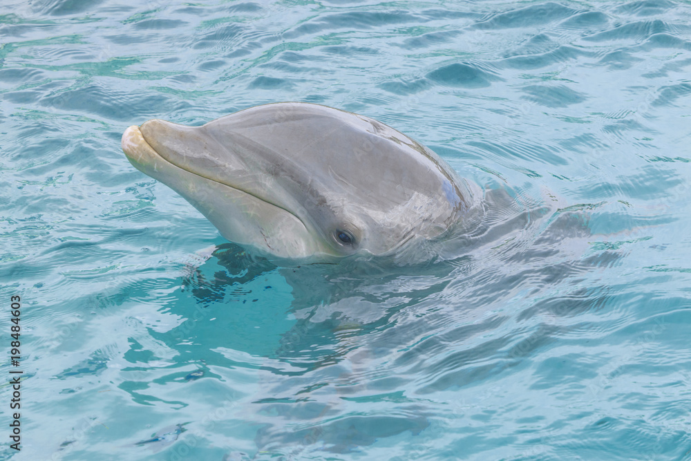 Fototapeta premium Dolphin portrait