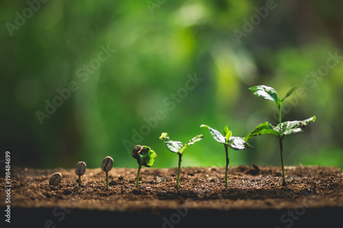 Plant Koffiezaailingen in de natuur Close-Up Van Verse Groene Plant