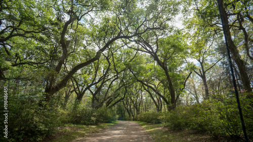 forest