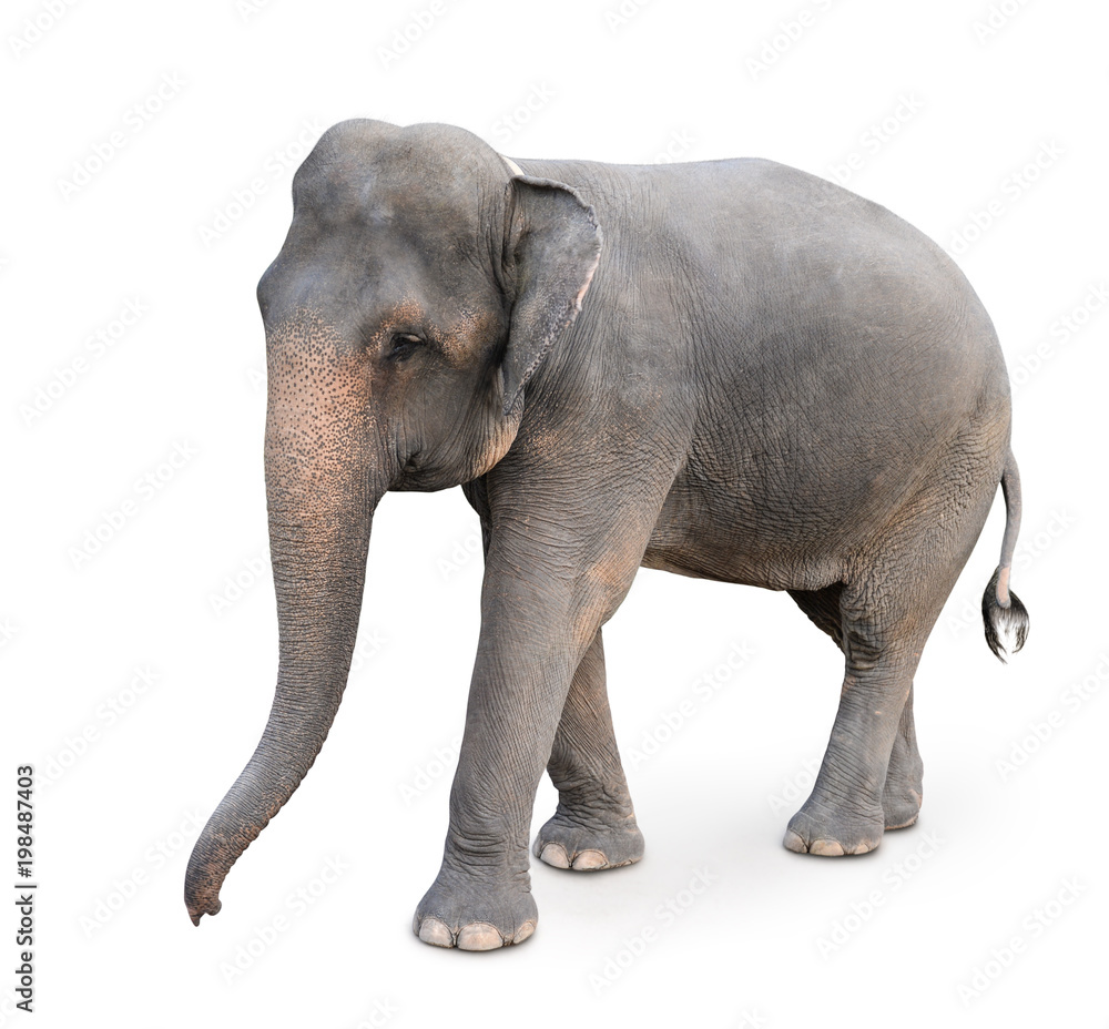Obraz premium Indian elephant