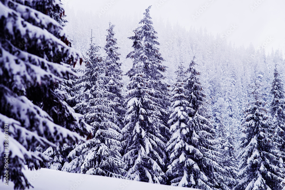 Huge fir trees covered with snow on the mountain slope