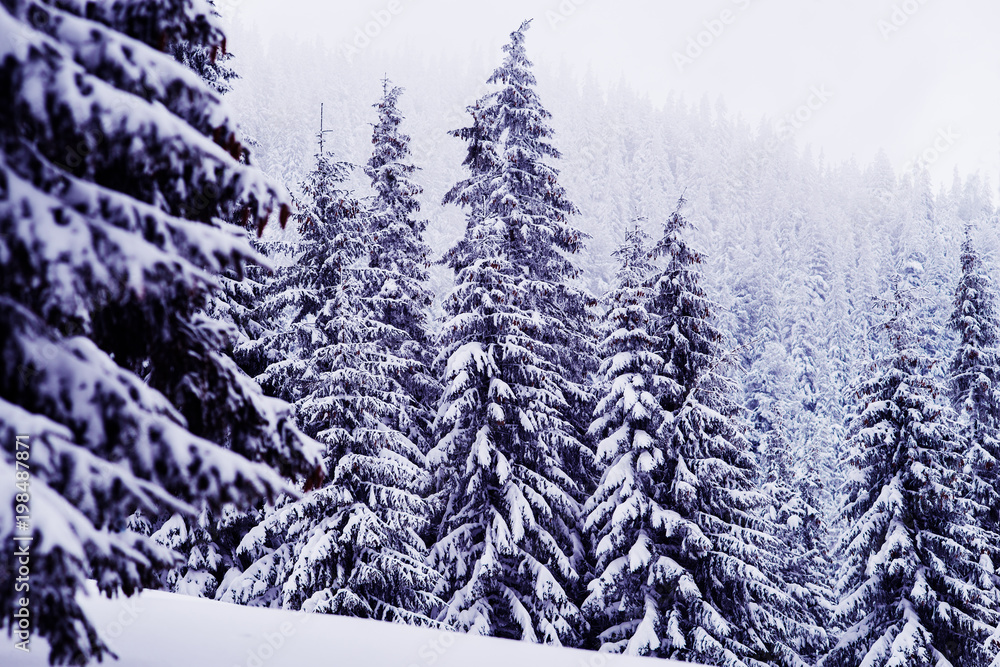 Huge fir trees covered with snow on the mountain slope Huge fir trees covered with snow on the mountain slope