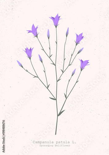 Vector illustration of a spreading bellflower