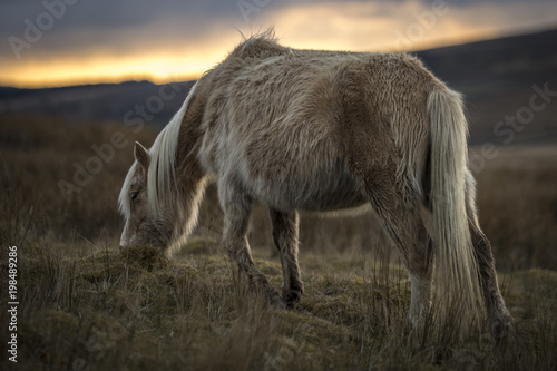 Sunset Pony 2