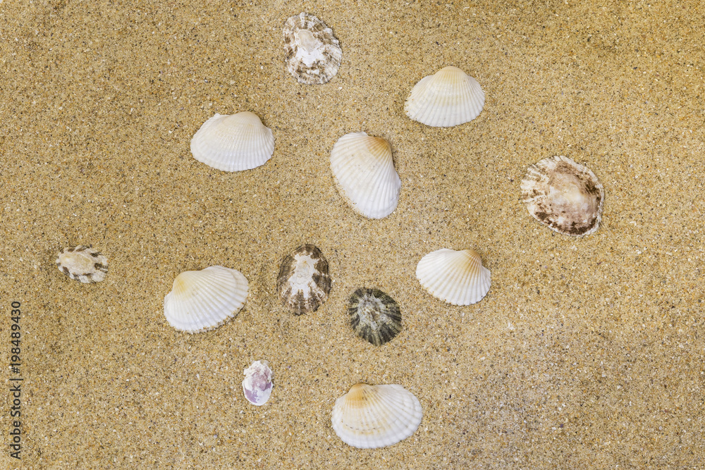 shell background on the yellow sand of the beach
shell background on the yellow sand of the beach