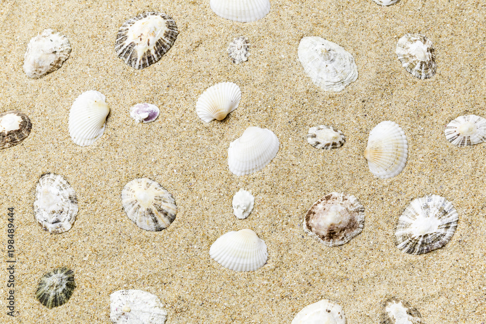 shell background on the yellow sand of the beach
